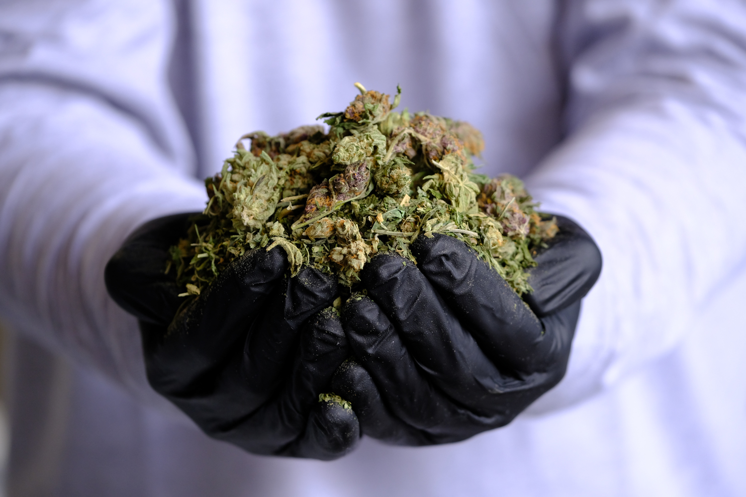 cannabis garbage company