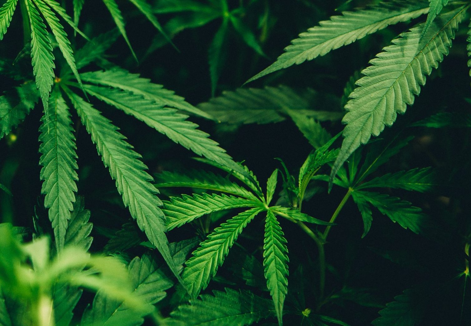 cannabis industry in the us