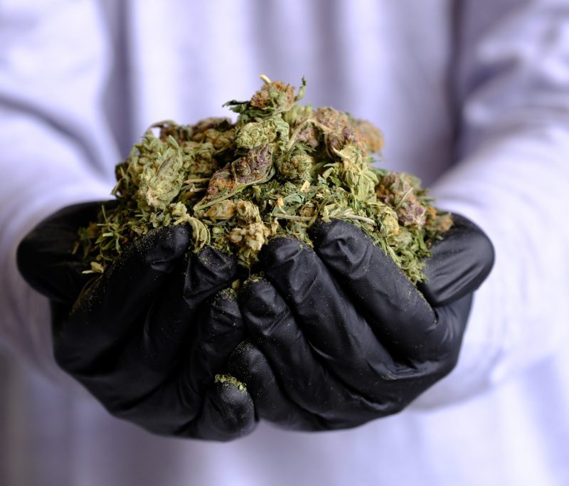 Cannabis waste solutions services