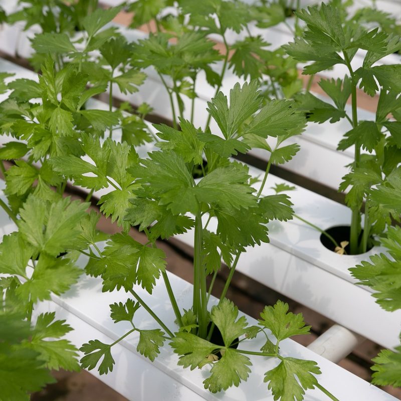 are hydroponic nutrients safe?