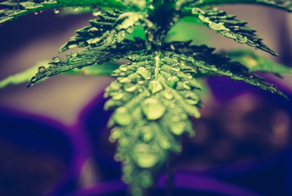 Tips for Automating Cannabis Irrigation